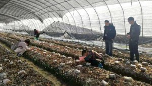 羊肚菌在浙江省江山市试种成功 亩产值可达2-3万元