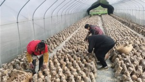 浙江省武义县：种养香菇 小气候育出大产业