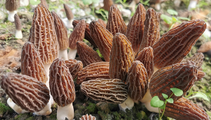 中國科學院昆明植物研究所：初步實現羊肚菌工廠化栽培