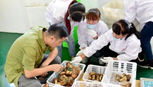 吉林省安圖縣：立足資源優(yōu)勢 做強(qiáng)松茸產(chǎn)業(yè)