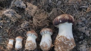 上海騰達兔業(yè)專業(yè)合作社利用秸稈廢棄物培育大球蓋菇