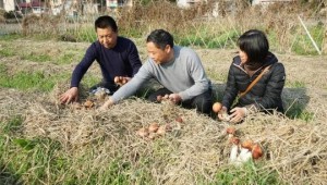 福建省浦城县：种植大球盖菇矢志脱贫 丰收遇滞销寻求渠道帮忙