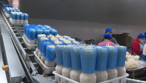 总投资8亿！江苏品品鲜今年首批鲜菇出口越南