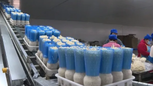 總投資8億！江蘇品品鮮今年首批鮮菇出口越南