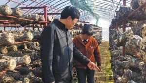 精準扶貧：張選剛和他的“香菇學校”