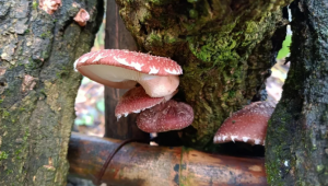 貴州省畢節(jié)市金海湖新區(qū)：椴木之中謀財富 香菇種植闖新路