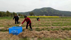 江西省南昌市农业农村局干部到安义县大球盖菇种植基地调研
