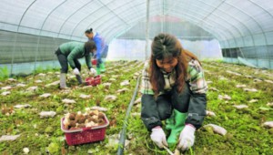 贵州：贵阳市白云区羊肚菌陆续成熟上市 种植项目初见成效