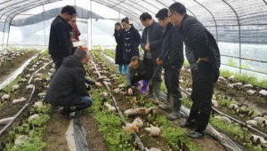 喜訊！貴州羊肚菌新品種“貴云105號”通過專家現(xiàn)場測產(chǎn)鑒定