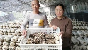 山東省青島市“小平菇”助推鄉村振興