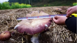 菌帽直径34厘米 净重1.66公斤！贵州岑巩县育出“菌王级”赤松茸