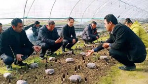 交流学习促提升 安徽省灵璧县举行食用菌产业发展现场观摩会