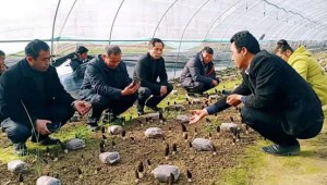交流學習促提升 安徽省靈璧縣舉行食用菌產業發展現場觀摩會