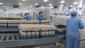 甘肃省张掖市甘州区：深耕食用菌产业 助推经济高质量发展