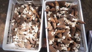 貴州省普定縣：仿野生種植羊肚菌 撐起林下致富傘