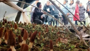 真“香”！獼猴桃樹下套種珍稀菌 一地“兩吃”翻番賺