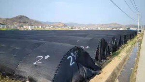 湖北省房县：建立成熟技术模式 千亩羊肚菌喜获丰收