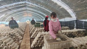 陜西省銅川市：規模化發展食用菌特色產業 帶動群眾增收致富