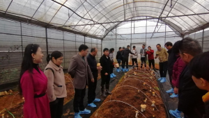 中華全國供銷合作總社昆明食用菌研究所成功選育大球蓋菇新品種“中菌金球蓋1號”