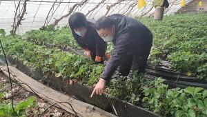 草莓套種雞腿菇！北京市昌平這項(xiàng)種植技術(shù)試驗(yàn)成效初顯