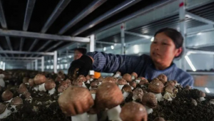贵州剑河县​首家半自动工厂化基地喜迎双孢菇、姬松茸丰收期