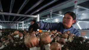 貴州劍河縣?首家半自動工廠化基地喜迎雙孢菇、姬松茸豐收期