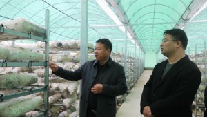 河南鲁山县：第三代香菇大棚促农增收