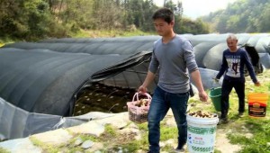 湖北省竹溪縣：羊肚菌冒了頭 好日子有盼頭