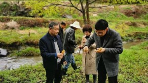 陕西省安康市农科院食用菌研究团队开展野生羊肚菌种质资源调查工作