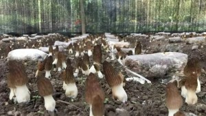 云南省景东县：羊肚菌试种成功 为林下产业储备了优质发展资源