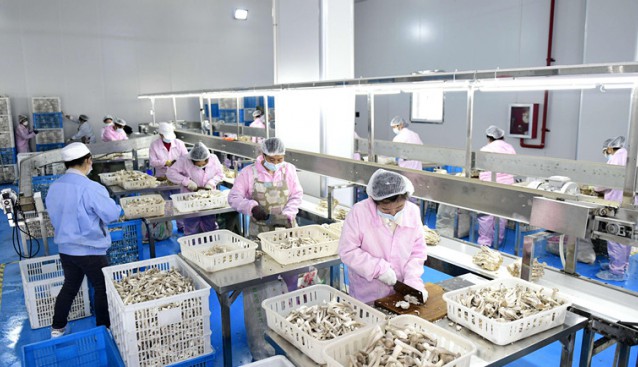 贵州省安龙县：工厂化立体栽培食用菌提质增效