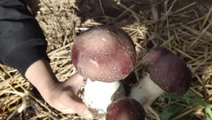 甘肅省兩當縣：生態(tài)種植赤松茸 開拓致富新門路