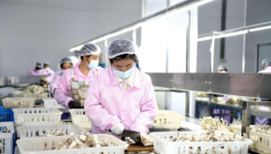 贵州省食用菌产值产量年均增长50%以上 增速位居全国第一