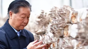 “菌草之父”林占熺：把論文寫在大地上 為世界扶貧提供“中國方案”