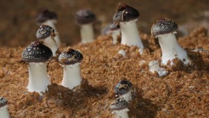 湖南省隆回縣：引進紅松茸種植大獲成功 啟動生態(tài)富村模式
