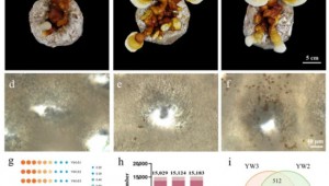 广东省科学院微生物研究所食药用菌团队成功分析出灵芝孢子基因表达模式