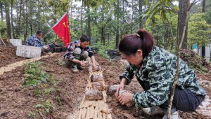 贵州省黎平县：小小竹荪菌 敲开致富门