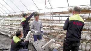 湖北省崇陽縣：提升產業價值鏈 拓寬香菇致富路