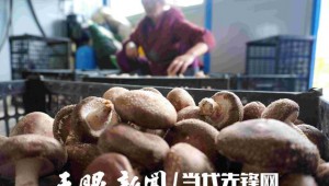 贵州省金沙县：林下种植天麻 供不应求