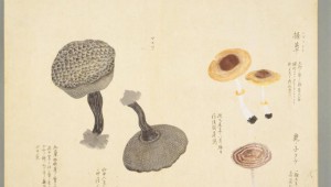 從《菌譜》中管窺宋代食用菌飲食文化的發展