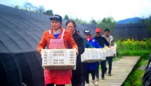 湖北省來鳳縣：規模化發展羊肚菌產業 拓寬農民致富路