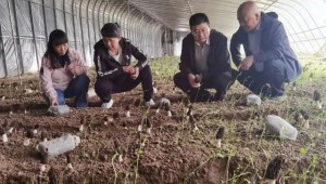甘肅省蘭州市七里河區(qū)：羊肚菌繁育成功 未來發(fā)展前景廣闊