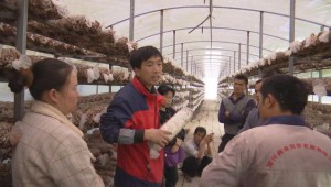 贵州省安龙县：技术培训送入棚 菇农增收有保障