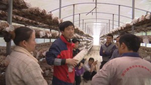 貴州省安龍縣：技術培訓送入棚 菇農增收有保障