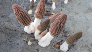 新疆生產建設兵團中天綠禾食用菌公司羊肚菌產銷兩旺