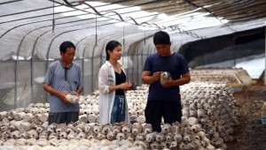 山东省金乡县晨雨菌业公司做强食用菌产业 带领群众共同致富