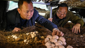 江西省貴溪市：紅托竹蓀喜獲豐收 營養價值極高