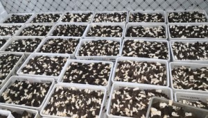 山西省靈丘縣：因地制宜發展高品質食用菌產業