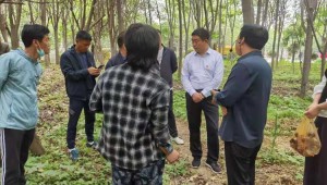 河南省周口市川匯區成功召開赤松茸推廣種植推進會