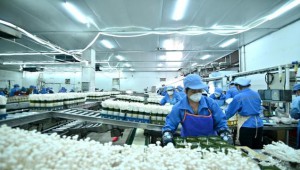 廣東省韶關市：培育溯源鏈 打造粵北食用菌產業區域公共品牌